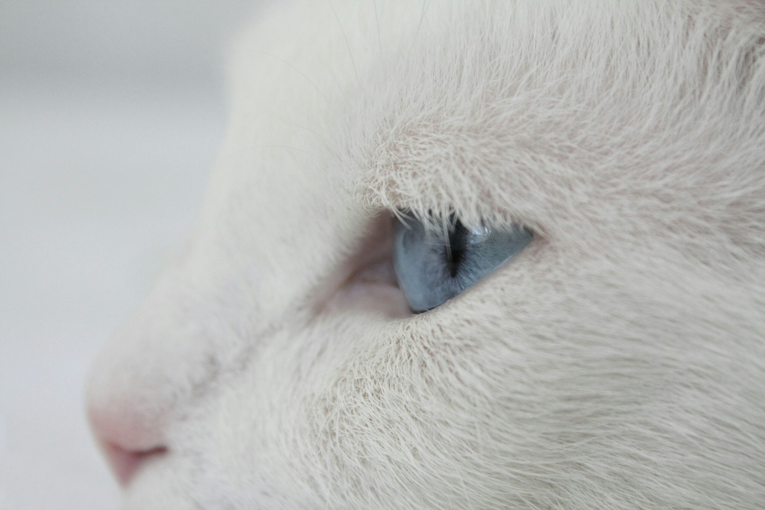 A close-up image of an artist applying bold editorial makeup on a model