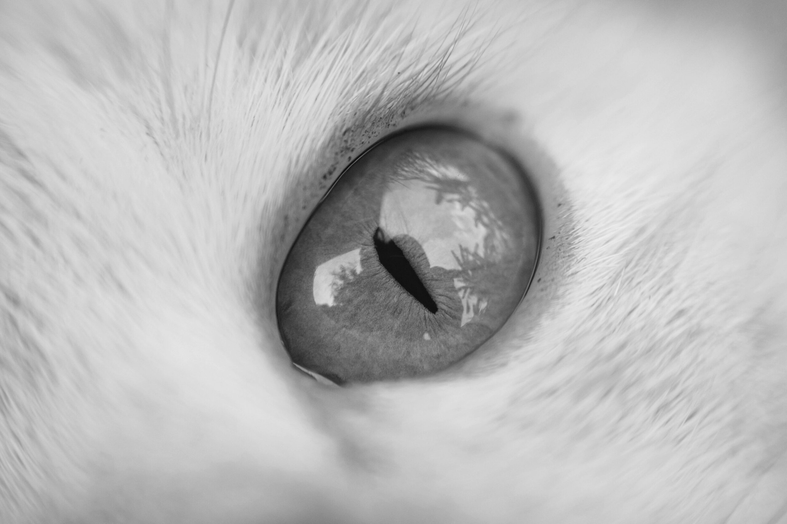 Detailed execution of drawing a cat-eye liner step-by-step guide illustration.