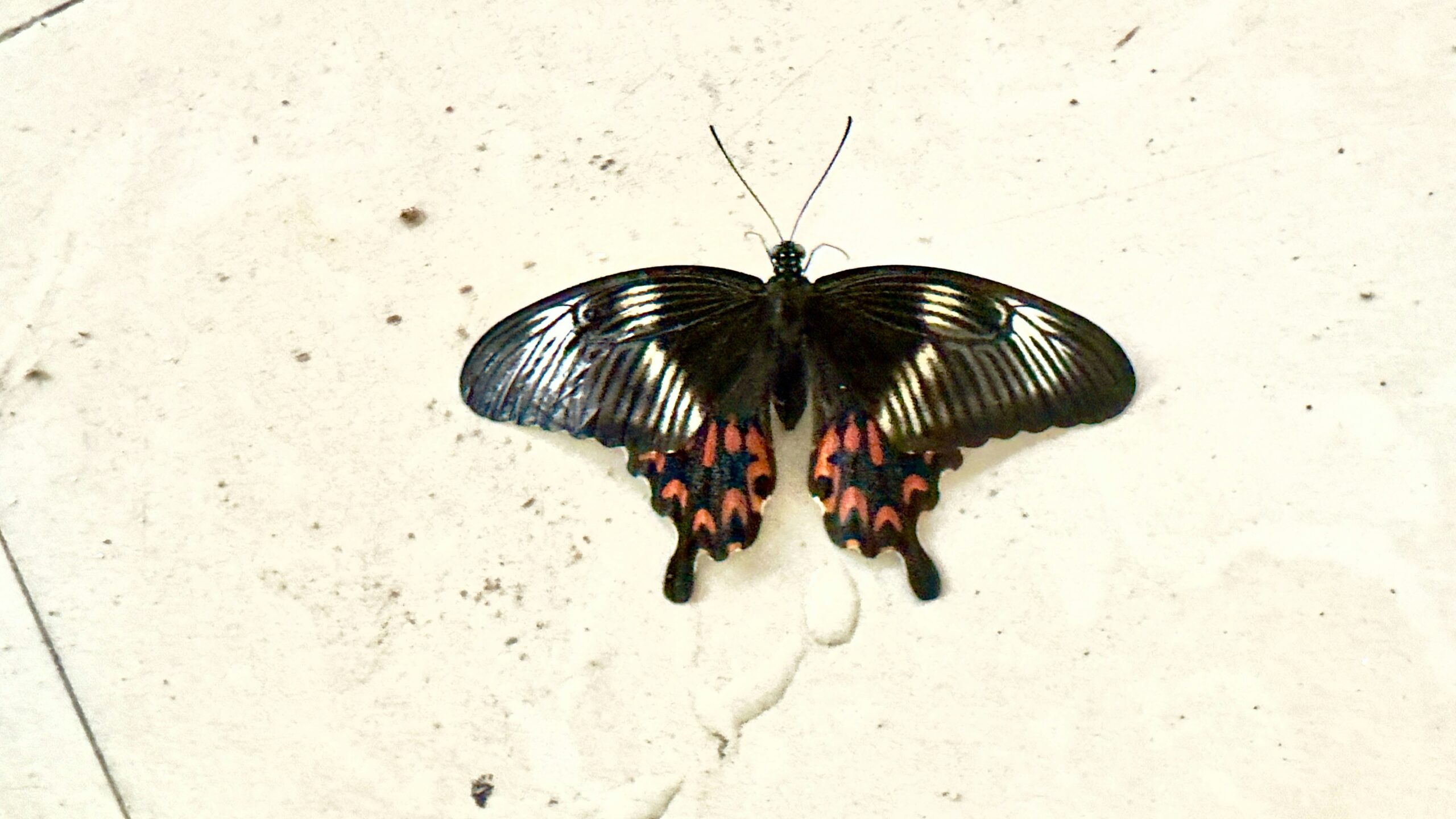 Runway image showcasing Pat McGrath's butterfly-themed avant-garde makeup