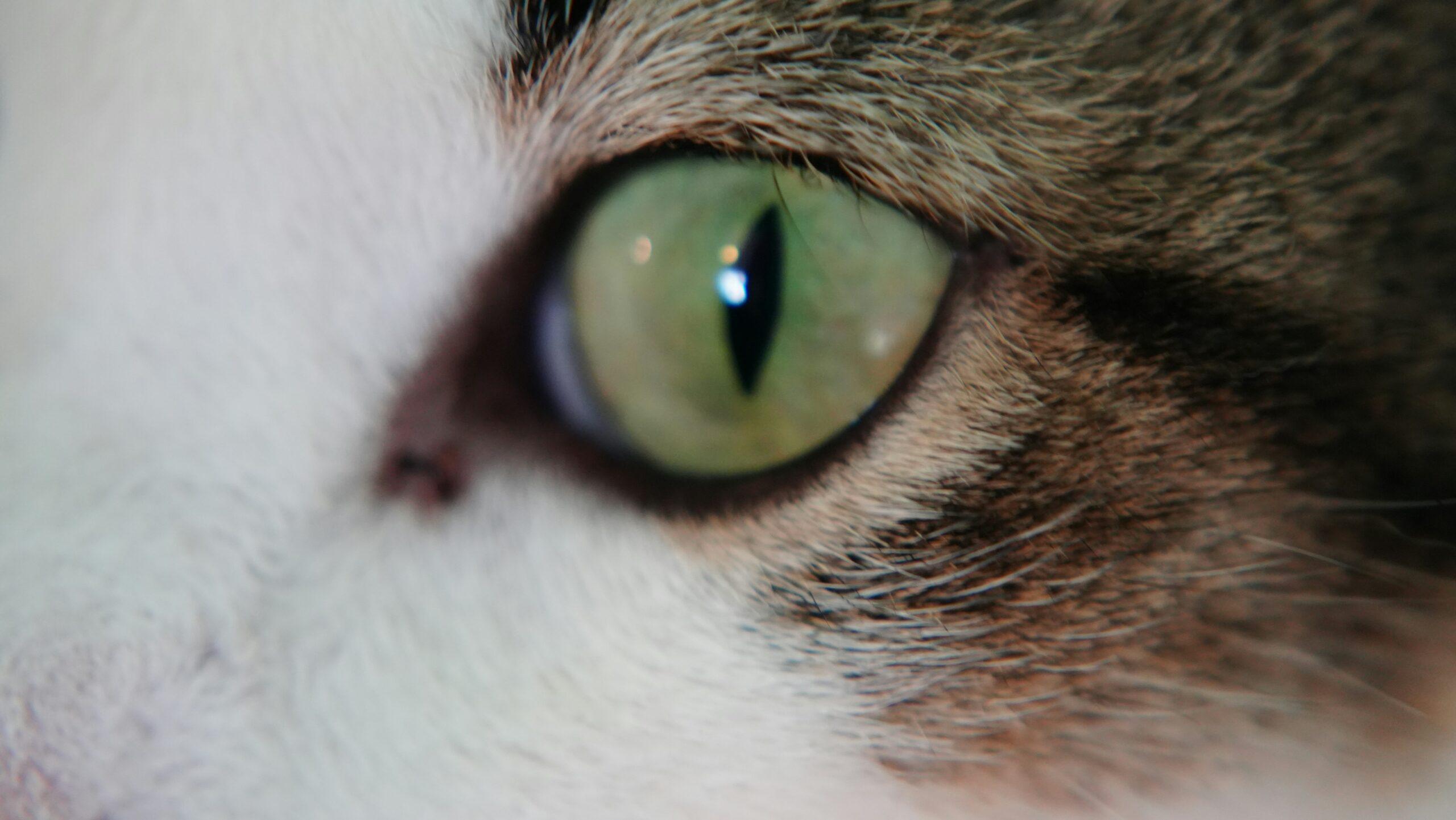 Alexander McQueen Fall 2019 runway look showcasing dramatic yet balanced makeup.