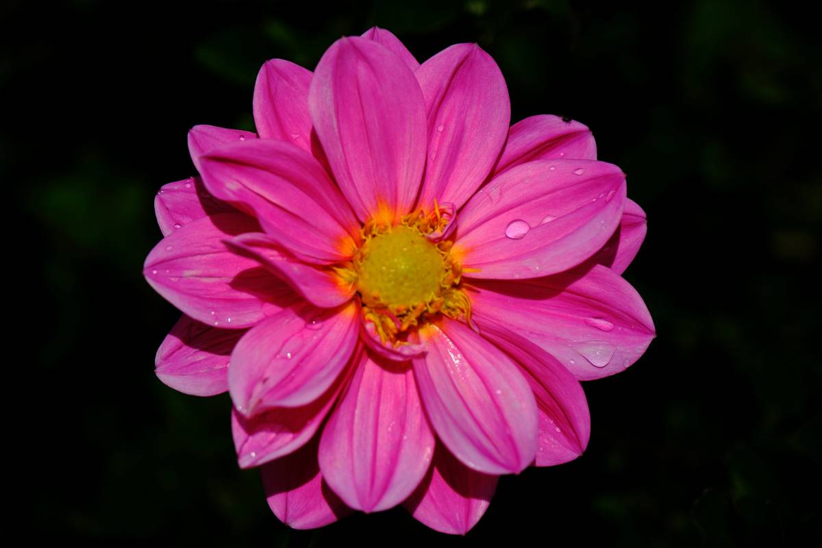 Editorial model showcasing avant-garde triangular brows